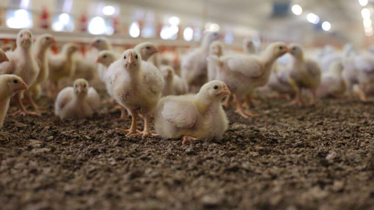 Christian De La Fe sobre la gripe aviar