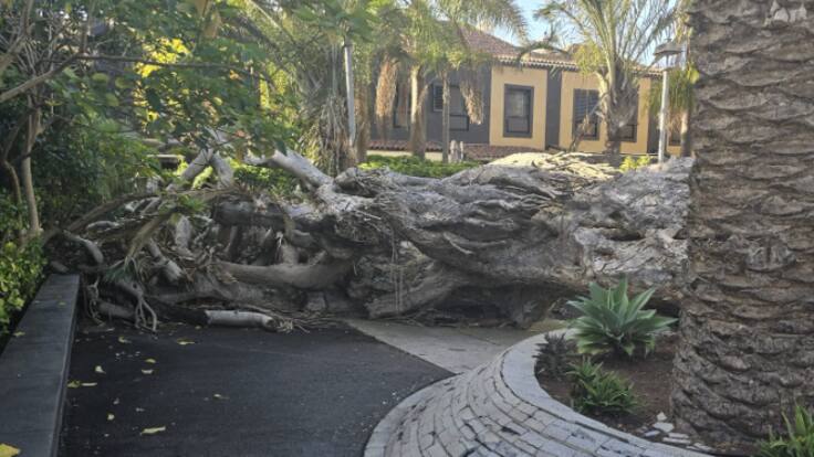 Dos meses con un drago caído en un patio de vecinos de La Laguna: "El Ayuntamiento no dice quién lo debe quitar"