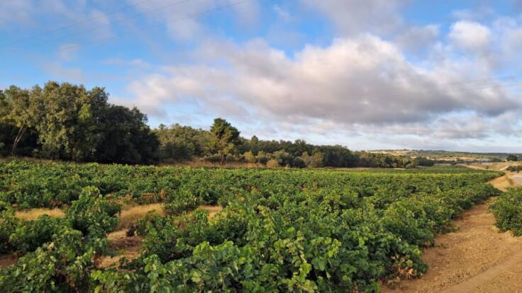 Rodrigo Cámara - 12/11