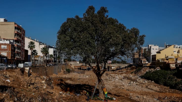 La historia del eucalipto rojo de Paiporta: ha resistido a la riada de 1957 y la DANA de 2024