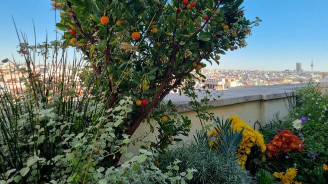 Factores geográficos y climatológicos que determinan la diferencia de cultivos en España