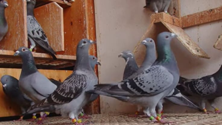 La gripe aviar no llega a las palomas, tranquilidad 'a medias' entre los aficionados de Lanzarote