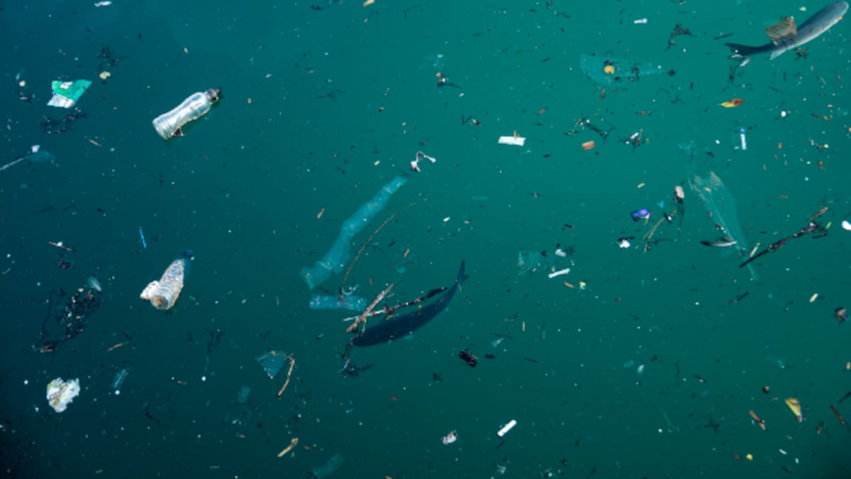 Curiociencia: Macroplásticos