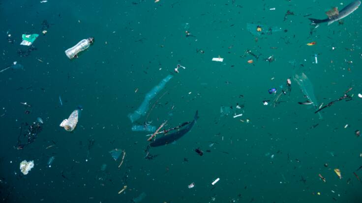 Curiociencia: Macroplásticos