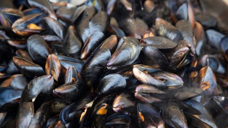 La basura plástica en el mar podría dejarnos sin mejillones ni marisco gallego esta Navidad