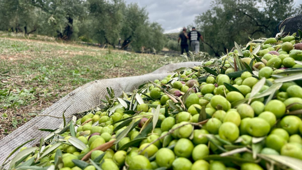Cuenca se suma al aceite de oliva verde: así avanza la campaña de la aceituna