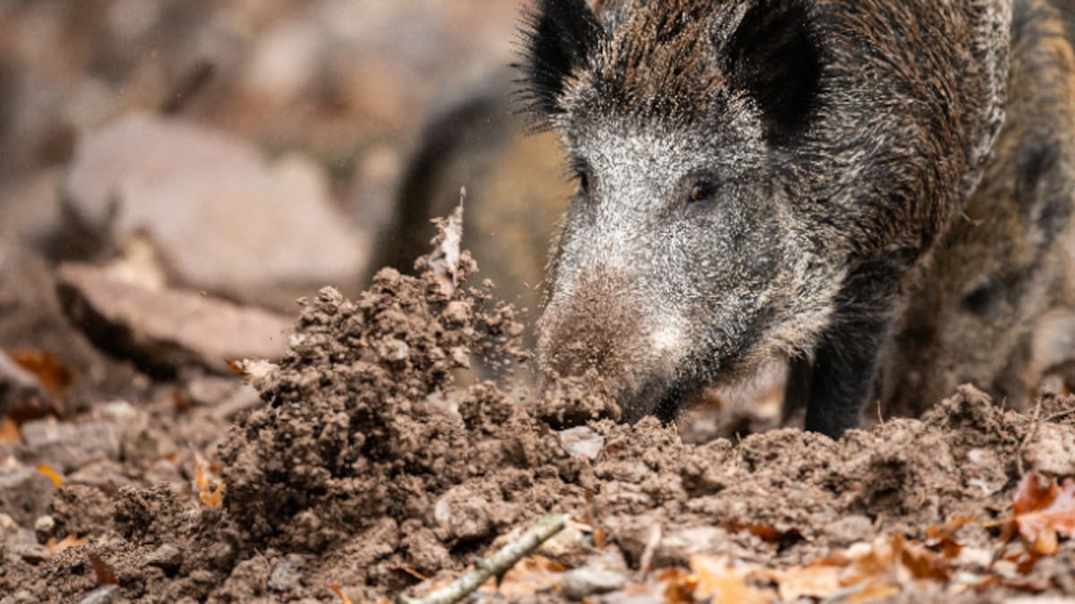 Un expert en pesta porcina: "Podeu menjar tota la carn de porc que vulgueu"