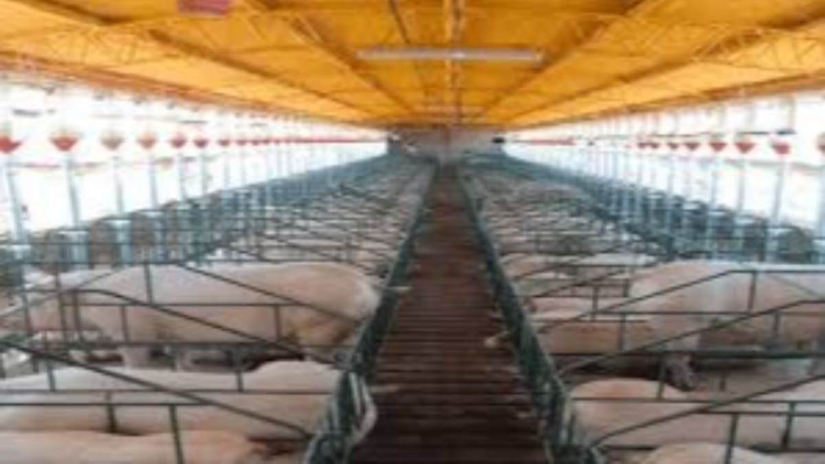 Pedro Sanz, veterinario ADS Porcino en Cinco Villas