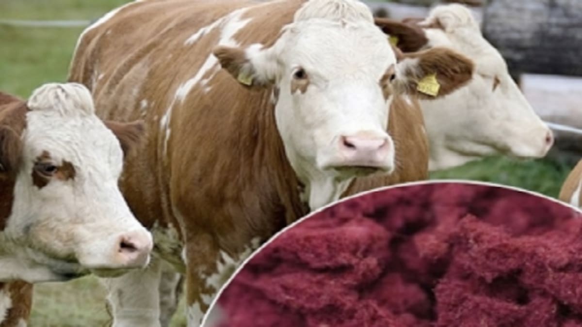 La ciencia lucha contra el cambio climático: sustitutos naturales del plástico y algas invasoras para alimentar a las vacas