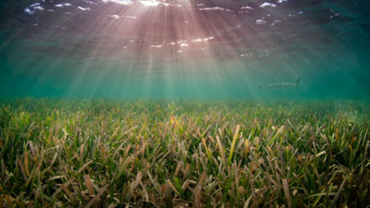 Fundación Moeve Recuperación Litoral La Línea