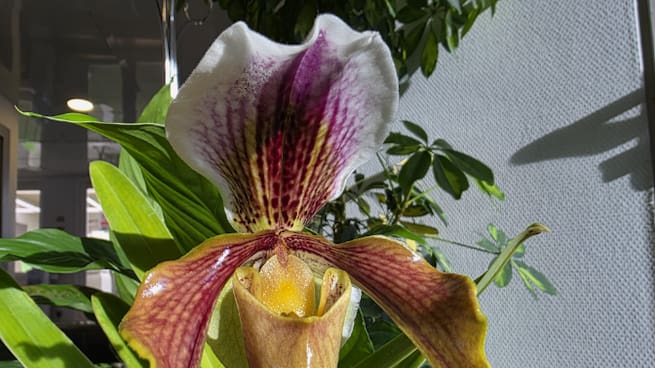 Cómo conseguir que nuestras orquídeas florezcan