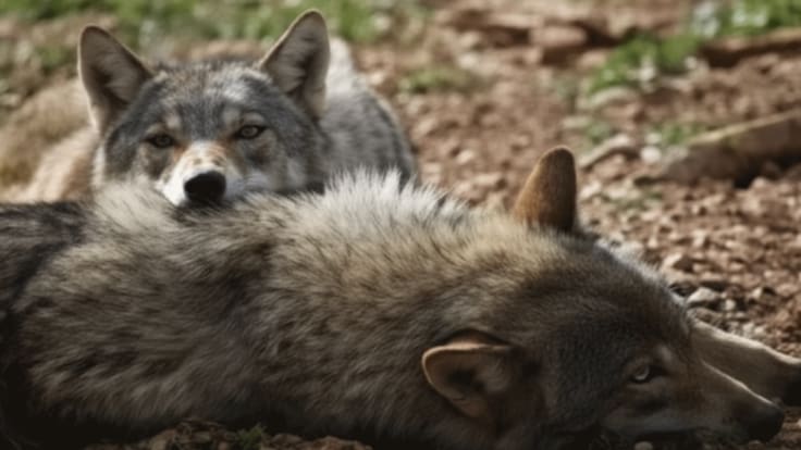 Entrevista Nicole Collins. Lobo Park Antequera