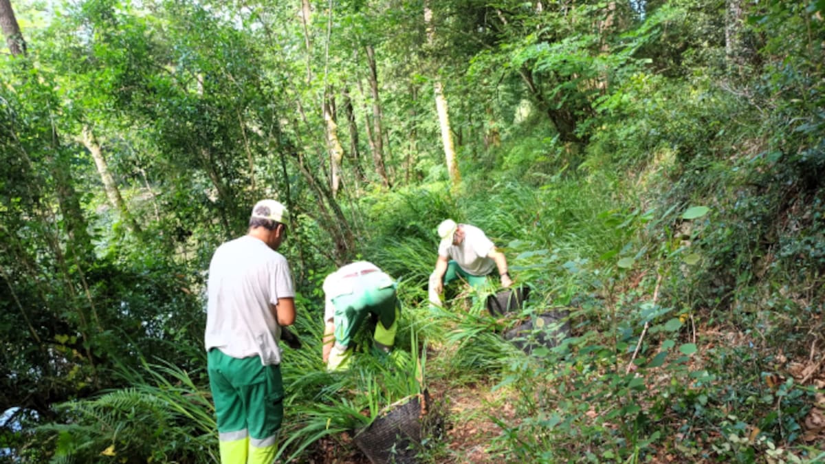 Cinco toneladas de especies invasoras en las márgenes del río Asón