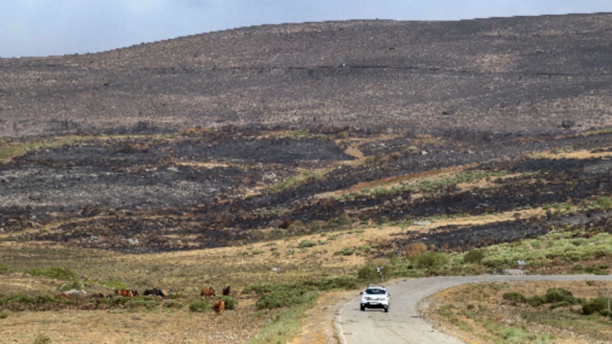 Árboles para recuperar las esperanza