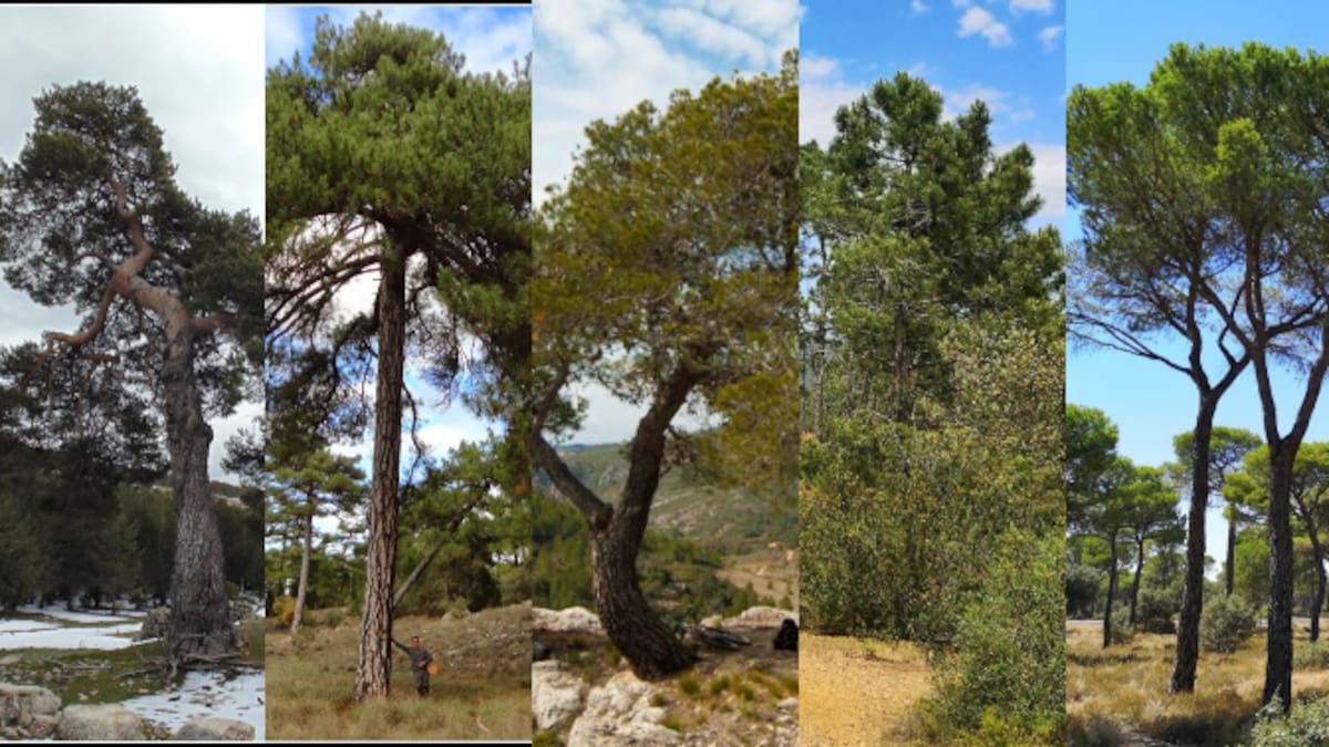 Los cinco pinos de Cuenca: cómo reconocerlos y entender su historia