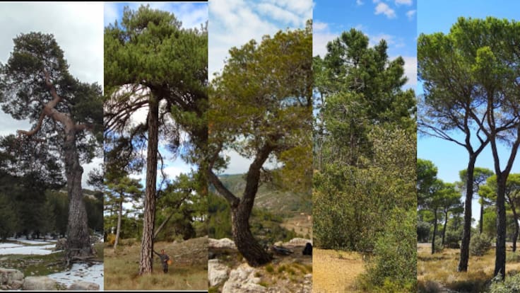 Los cinco pinos de Cuenca: cómo reconocerlos y entender su historia