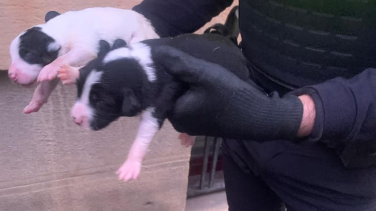 Lucía Marín, de la ONG Salvando Huellas de Huesca