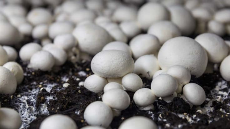 Consejos y recetas para integrar las setas y hongos de Cuenca en el menú navideño