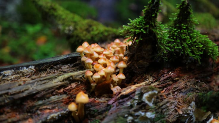 León, hacia rutas salvajes: Explorando la riqueza micológica de Picos de Europa (23/12/2025)