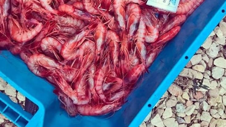 Gamba Roja garantizada en la mesa navideña, pero nada de angulas