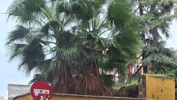 Margarita Paneque, delegada del Csic, sobre las obras del Jardín Americano: "Yo calculo que empezarán a la vuelta de vacaciones"