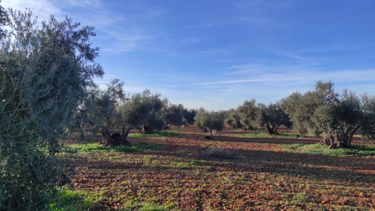 Jaraíz (27/12/2025)