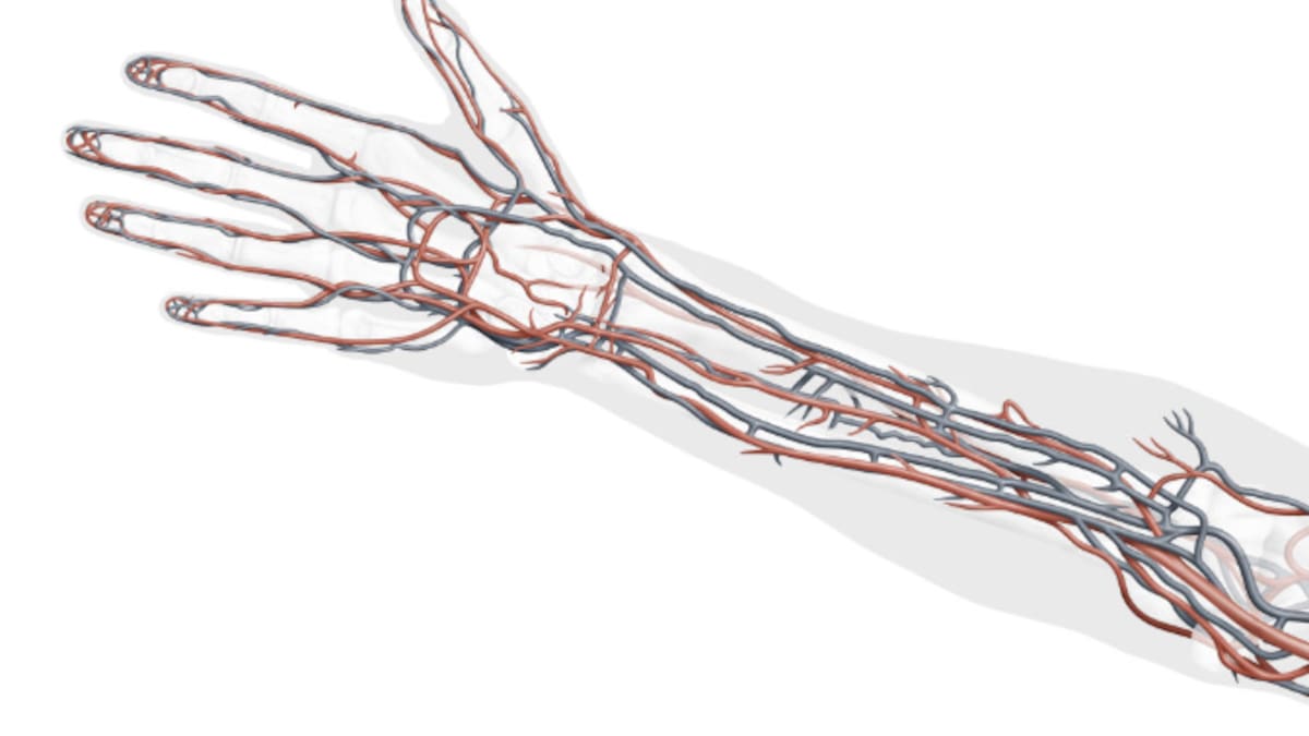 ¿Por qué vemos las venas de color azul si la sangre es roja? La ciencia detrás de una de las ilusiones ópticas de tu cuerpo