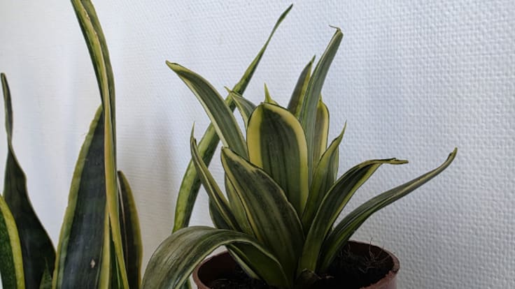 Plantas para torpes: Sanseviería y 'Milky way'