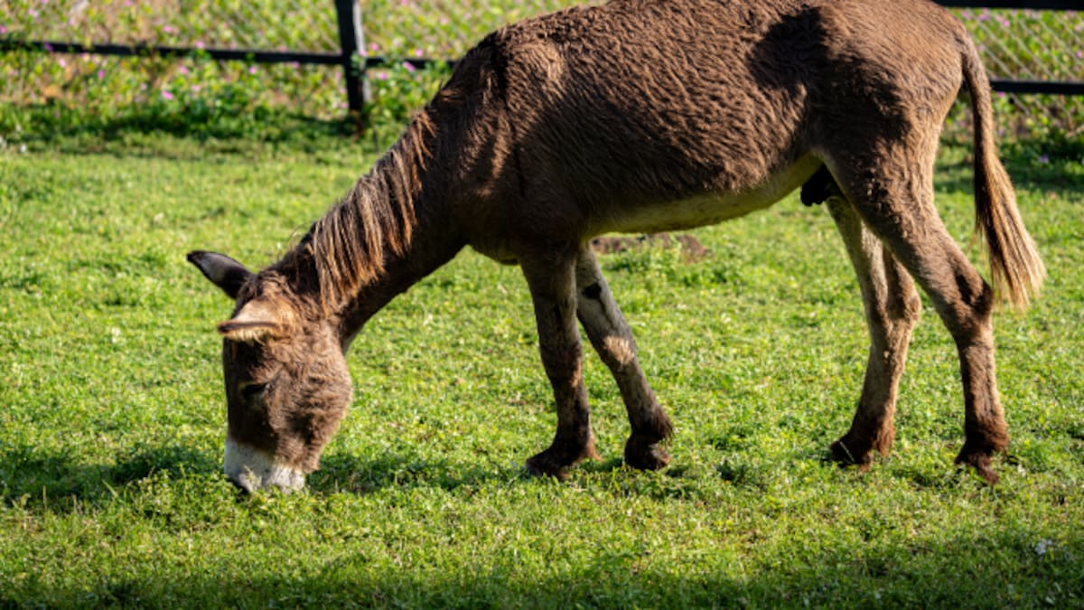 El lado oscuro del 'Burrito Sabanero': la explotación tras el villancico más famoso de la Navidad