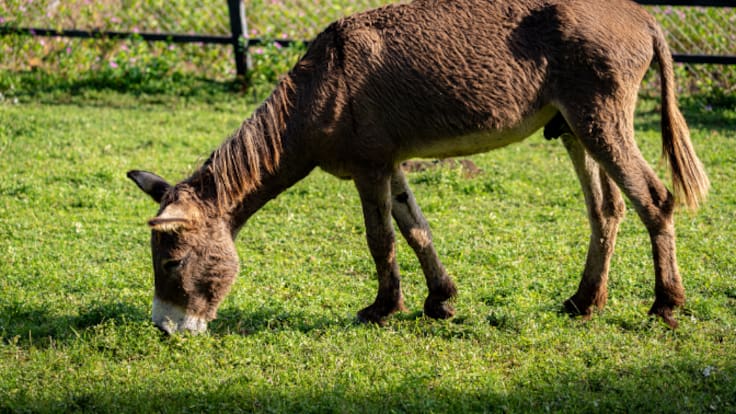 El lado oscuro del 'Burrito Sabanero': la explotación tras el villancico más famoso de la Navidad