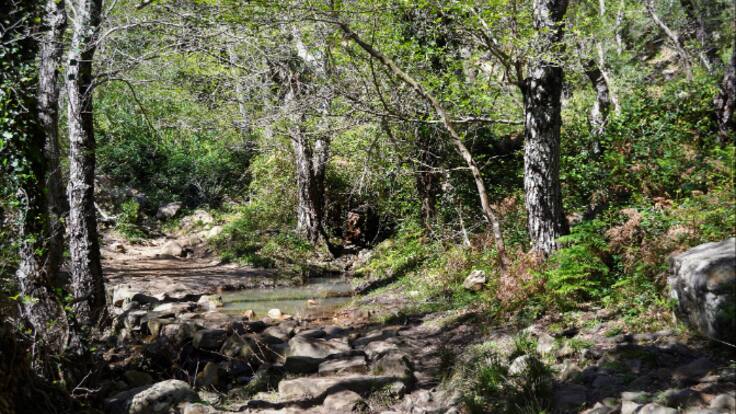 Nacido en Los Alcornocales