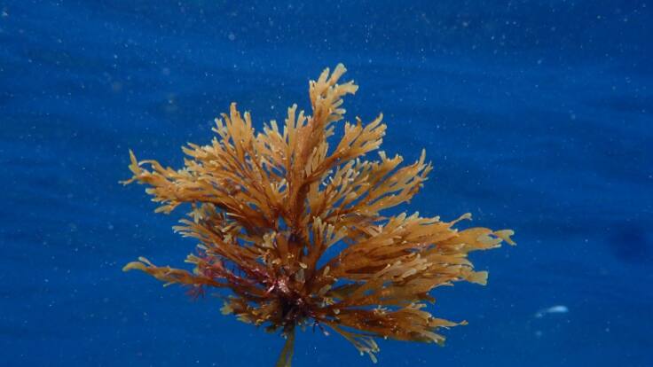 El alga invasora asiática sigue imparable su avance por la costa de Levante y el Mediterráneo