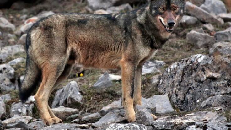 ENTREVISTA A MARIA JESUS SUSINOS SOBRE EL LOBO EN LA MESA AGRARIA