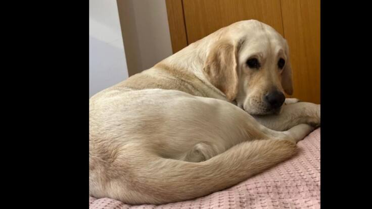 Panacota ya está en casa