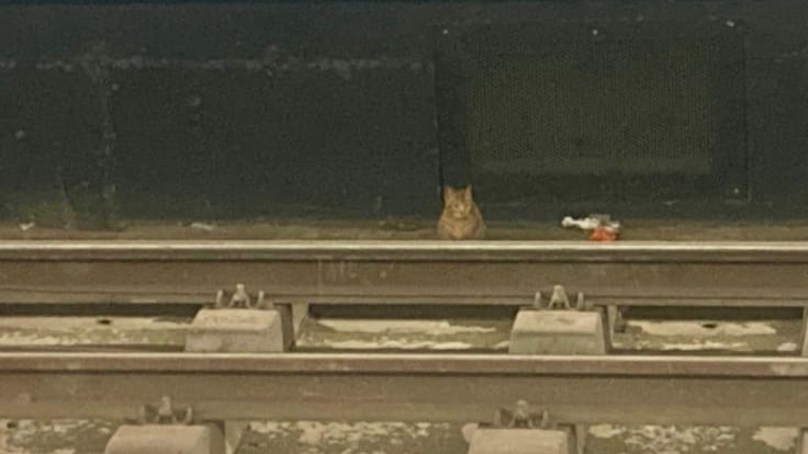 Lorena López de Quincocan: "La policía y el personal del metro actuaron con rapidez para salvar al gato"