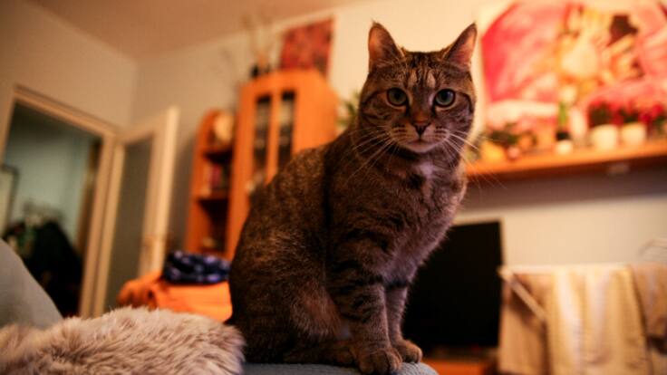 Biomascotas: Los gatos y su instinto de caza. Motivos y posibles soluciones