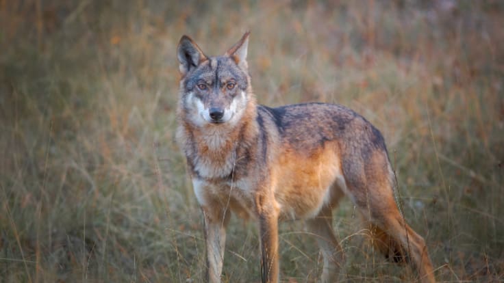 El lobo Thor y otras novedades en la reapertura del parque de El Hosquillo de Cuenca