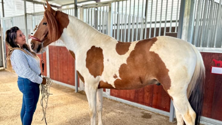 Paula Rozas dejó su trabajo en una multinacional para criar caballos