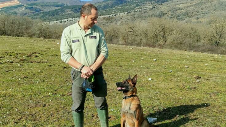 Ekhi, una pastora belga que ayuda a la Diputación Foral de Álava a cuidar el medio ambiente