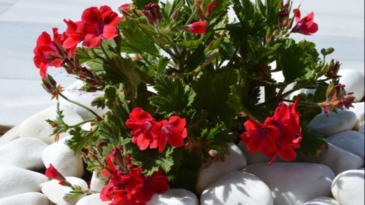 Tres llibres, tres flors. Capítol 1