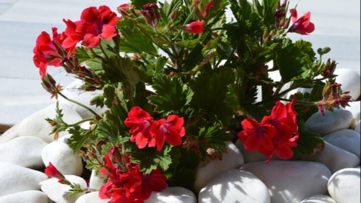 Tres llibres, tres flors. Capítol 1