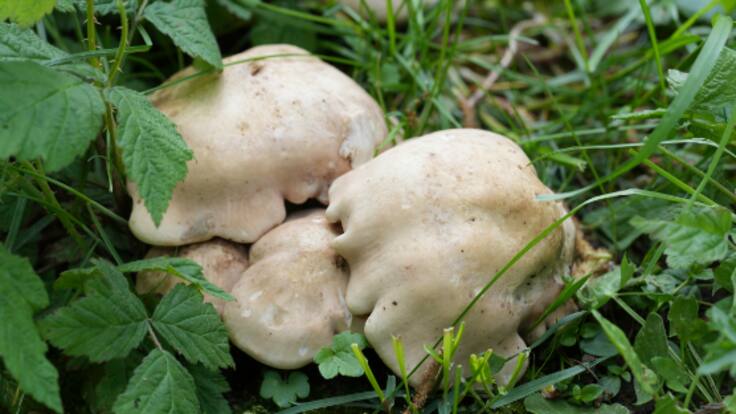 La primavera devuelve a los platos la seta de San Jorge (21/04/2025)
