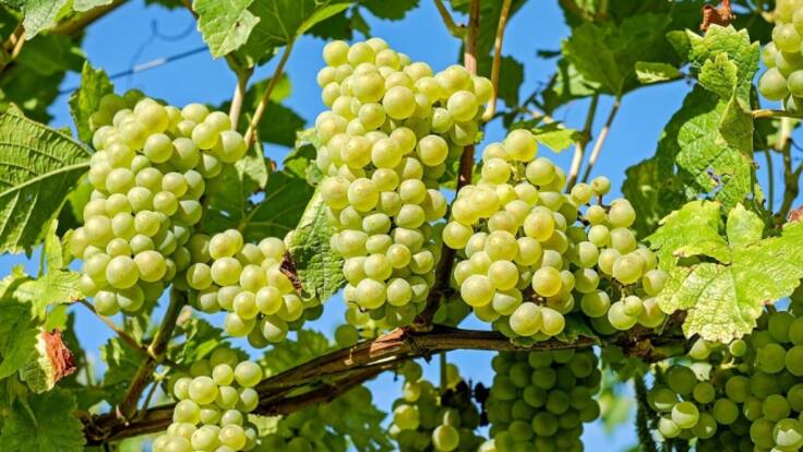 María Vargas: “Estamos en un muy buen momento tanto de oferta como de consumo de vinos blancos”