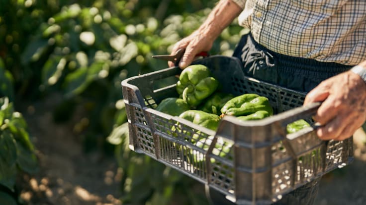 Calahorra ofrece visitas guiadas a sus huertas