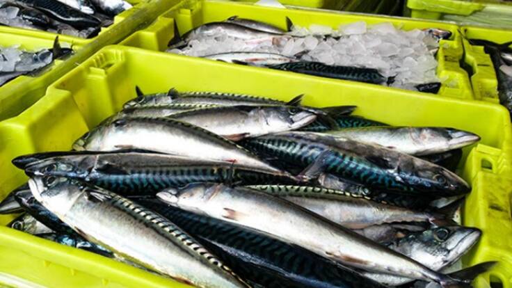 La flota de anzuelo de Cantabria no encuentra verdel y da por acabada la costera