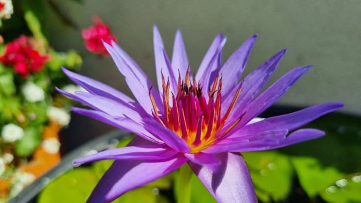 La preparación del nenúfar para su crecimiento