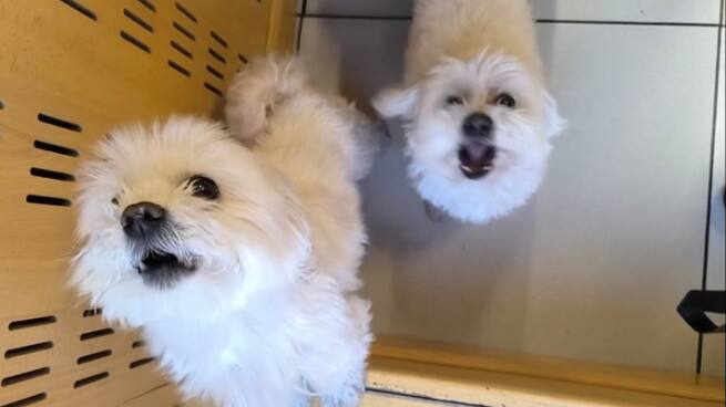 Mascotas en periodos vacacionales : ¿qué hacemos con los peludos?