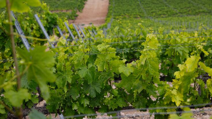 El Gobierno amplía el plazo sin penalizaciones para solicitar las ayudas de la PAC hasta el 31 de mayo (07/05/2025)