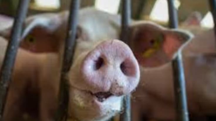 Macrogranjas: amenaza y preocupación creciente en el medio rural de Aragón - Hora 14 Aragón (18/05/2025)