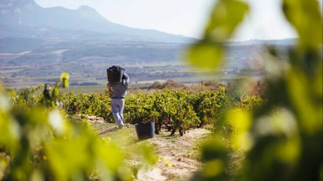 Elecciones dentro del Consejo Regulador de la DOCa Rioja